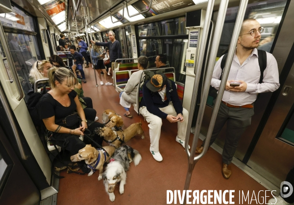 Promeneuse pour chiens dans le metro parisien