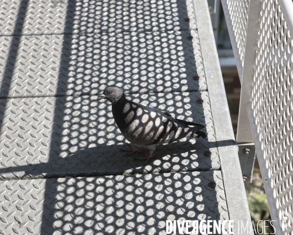 Un pigeon Bizet, Paris