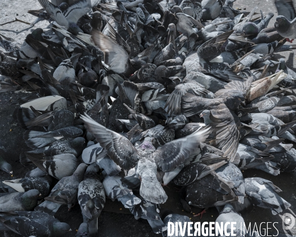 Une nuée de pigeons, place Paul Eluard  à Paris 18e