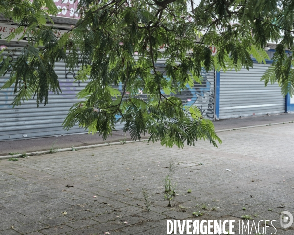 Une branche d’un Albizia aux abords de la station de métro de la ligne 14 l’Haye-les-Roses