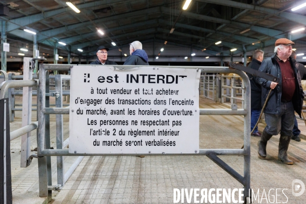 Négociant en bestiaux