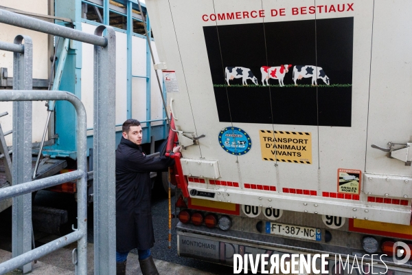 Négociant en bestiaux