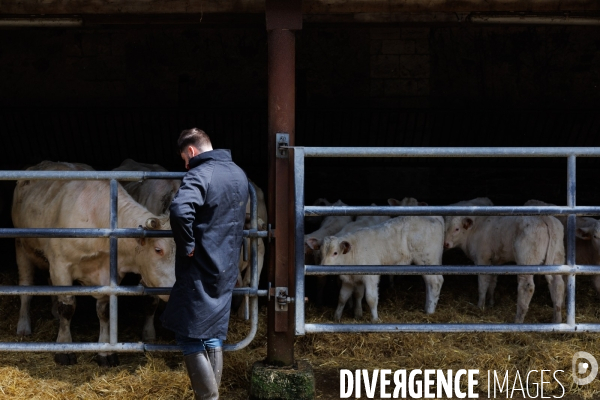 Négociant en bestiaux