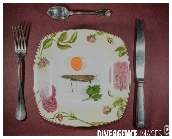 Repas Sauterelle