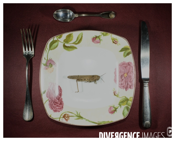 Repas Sauterelle