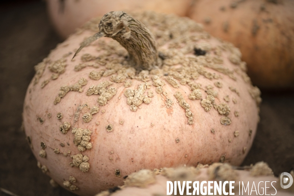 Récolte de courges