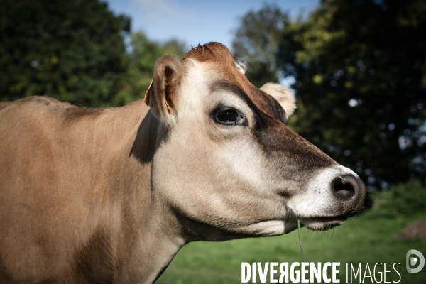 Les vaches de Mathieu