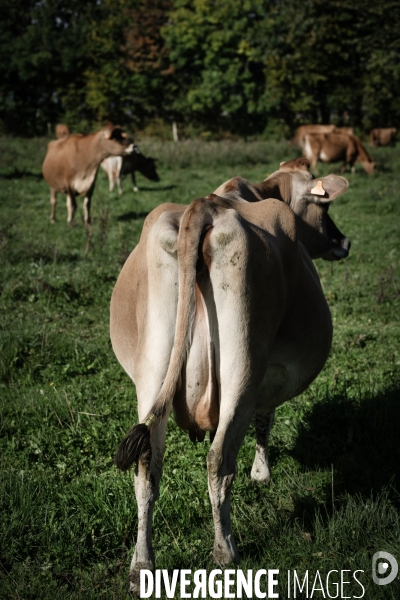 Les vaches de Mathieu