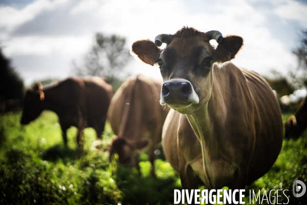 Les vaches de Mathieu