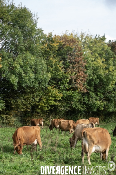 Les vaches de Mathieu