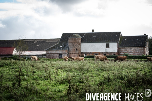Les vaches de Mathieu