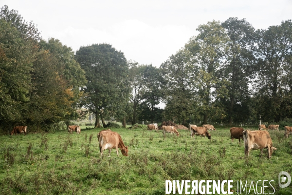 Les vaches de Mathieu