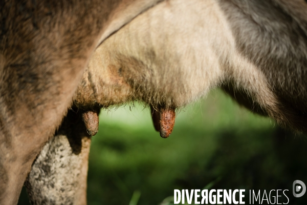Les vaches de Mathieu