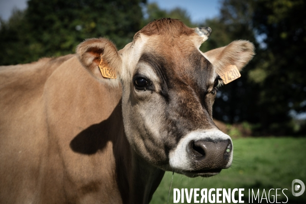 Les vaches de Mathieu