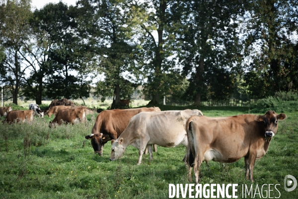 Les vaches de Mathieu
