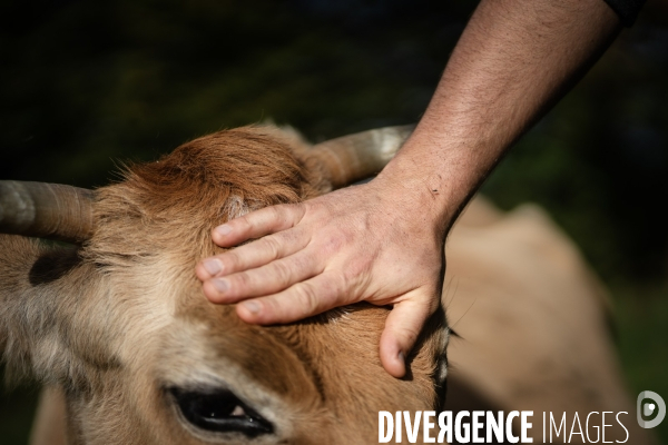 Les vaches de Mathieu