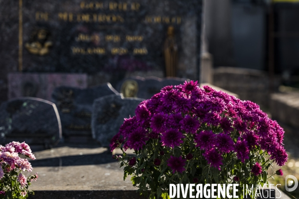 Chrysantheme de la Toussaint