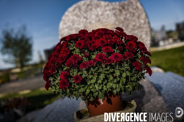 Chrysantheme de la Toussaint