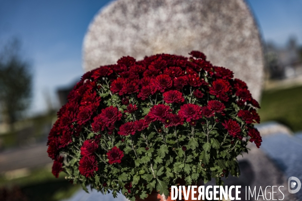 Chrysantheme de la Toussaint