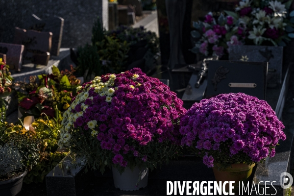 Chrysantheme de la Toussaint