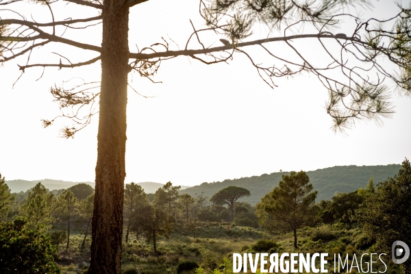 Le massif de l Esterel