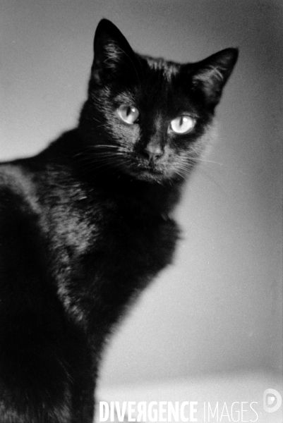 Animaux domestiques,ou pas…
