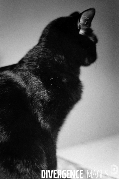 Animaux domestiques,ou pas…