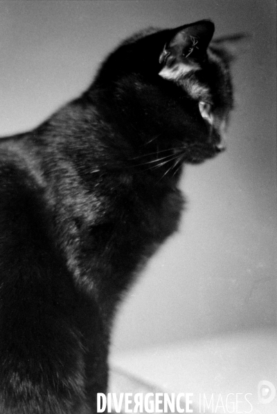 Animaux domestiques,ou pas…