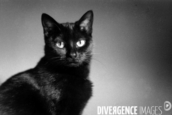 Animaux domestiques,ou pas…
