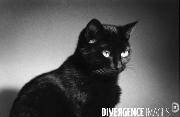 Animaux domestiques,ou pas…