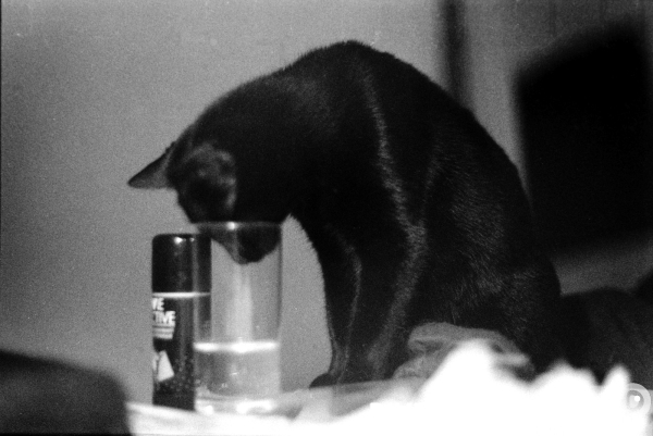 Animaux domestiques,ou pas…