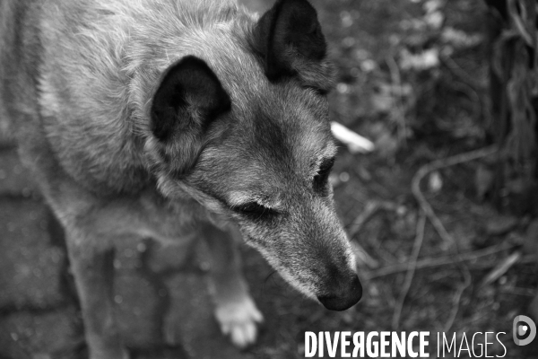Animaux domestiques,ou pas…