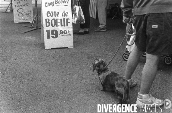 Animaux domestiques,ou pas…