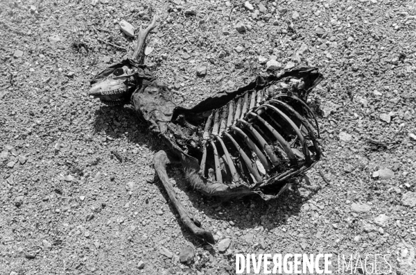 Animaux domestiques,ou pas…