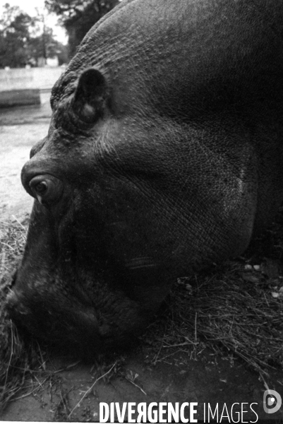 Animaux domestiques,ou pas…