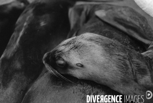 Animaux domestiques,ou pas…