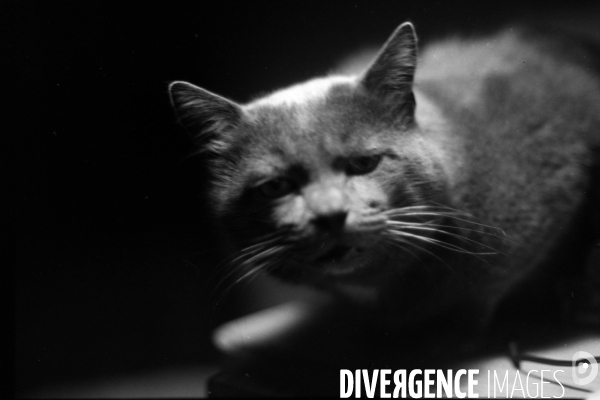 Animaux domestiques,ou pas…