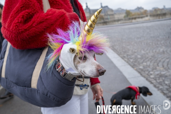 La marche des teckels paris 2024