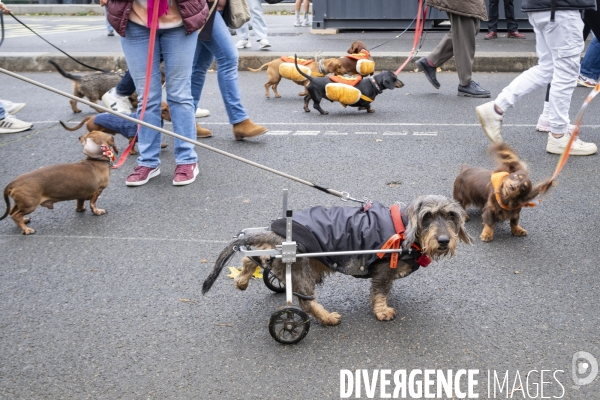 La marche des teckels paris 2024