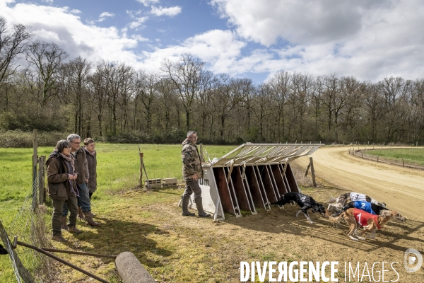 Course de lévriers