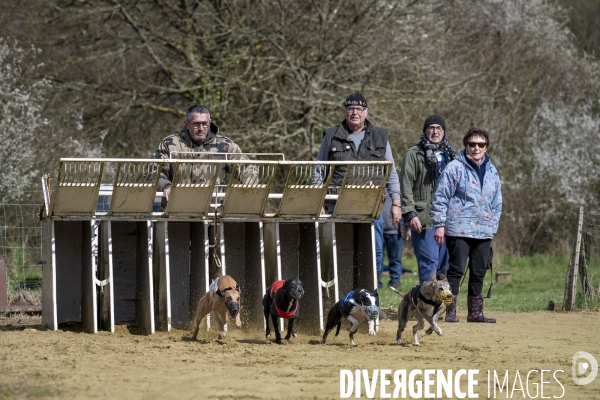 Course de lévriers