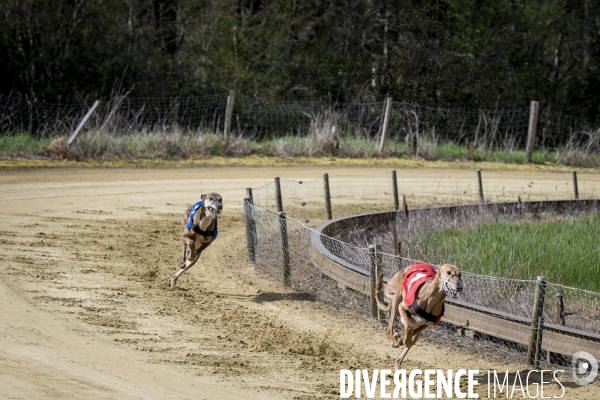 Course de lévriers