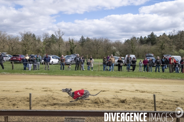 Course de lévriers