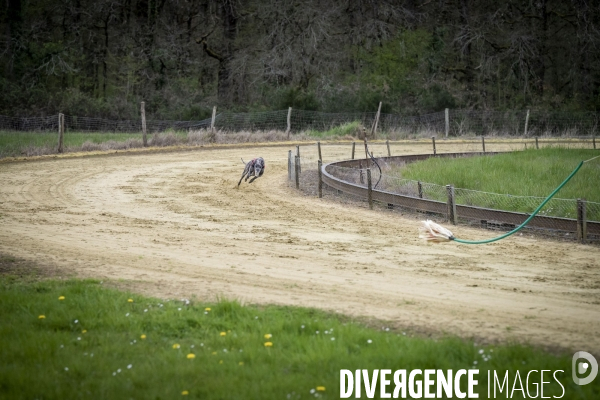 Course de lévriers