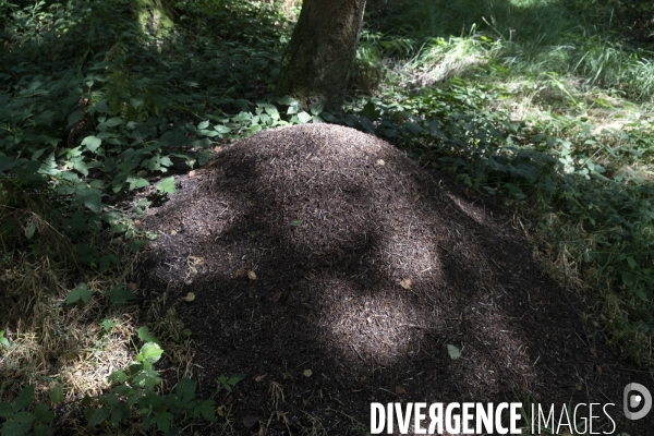 Une fin d été