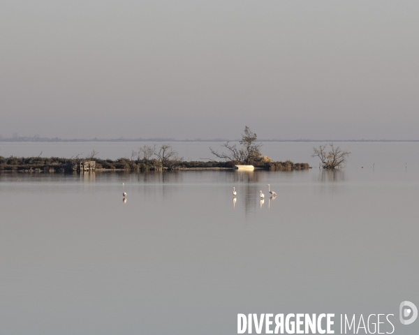 Paysages de Camargue