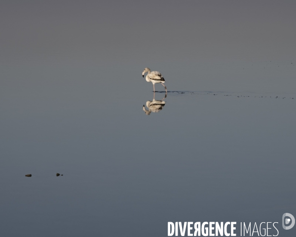 Paysages de Camargue