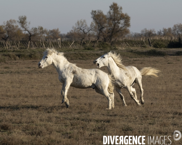 Paysages de Camargue