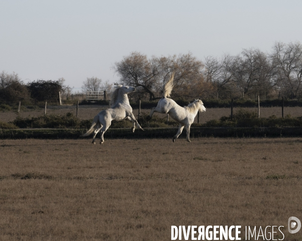 Paysages de Camargue