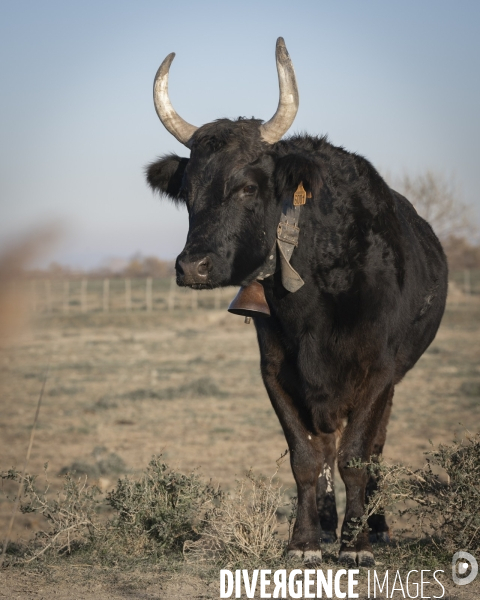 Paysages de Camargue